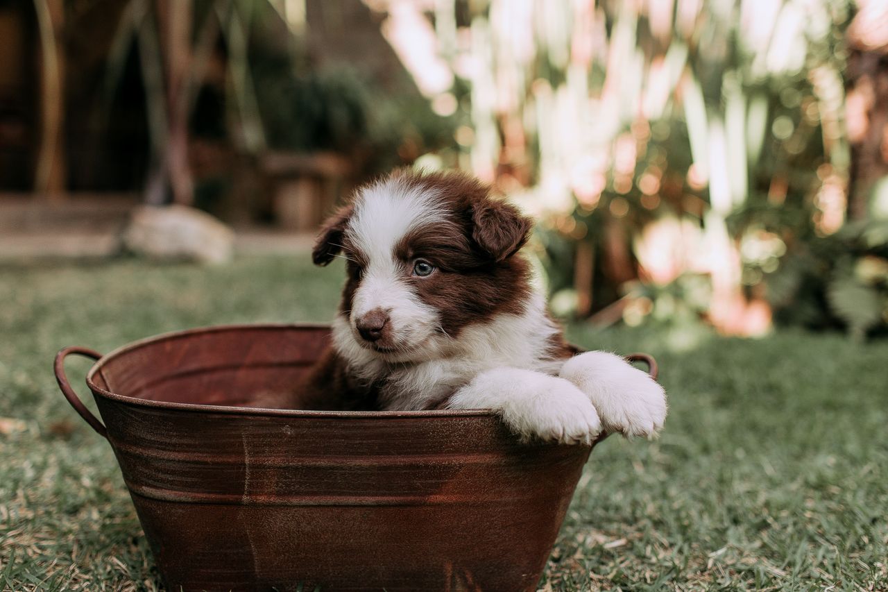 Cute Border Collie puppy sitting in a rustic tub on a sunny day in the garden.