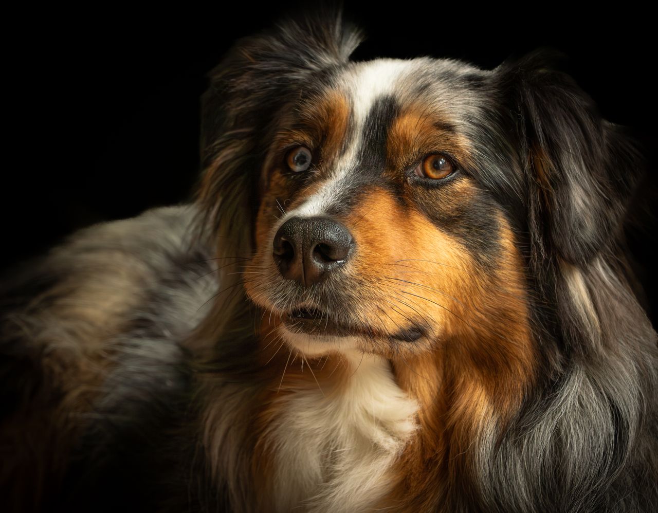 Close-up portrait of a tricolor Australian Shepherd dog with expressive eyes against a dark background.