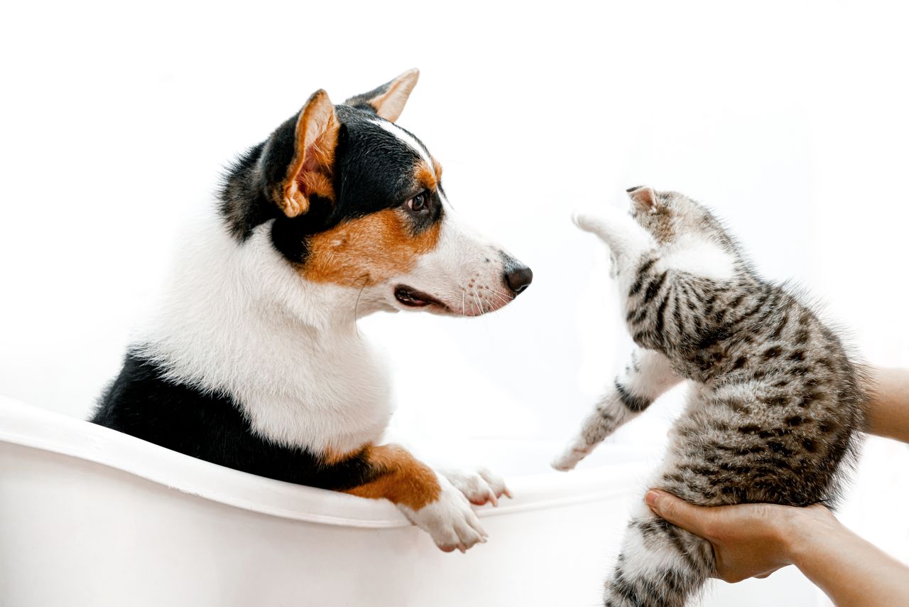 about-us-01 A cute scene of a cat and dog interacting playfully in a bathtub, indoors.