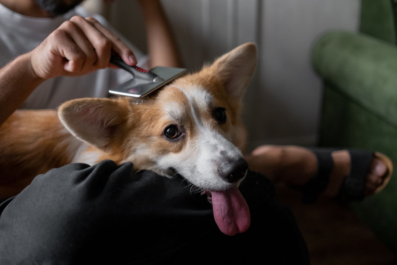 about-us-02 A man gently brushes his corgi indoors, showcasing a calm pet care moment.