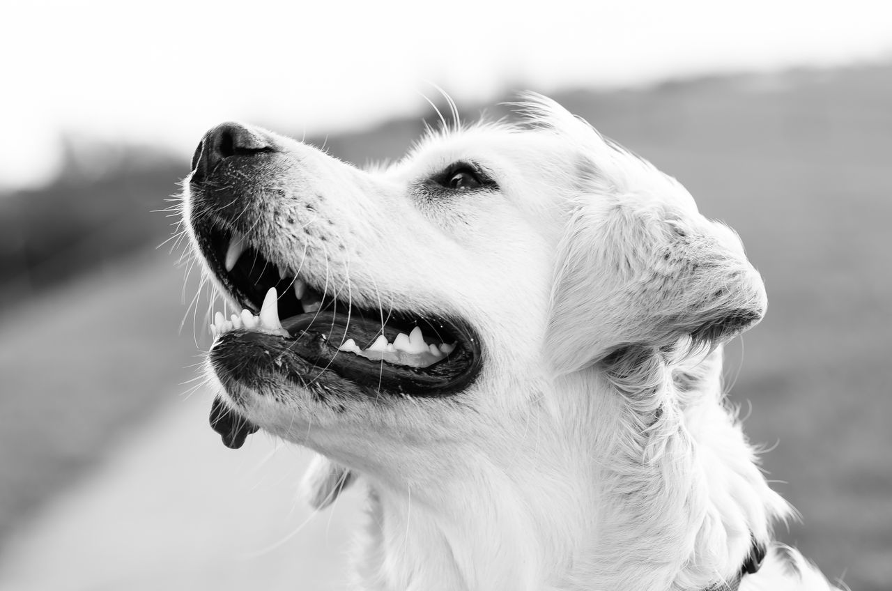 Black and white portrait of a smiling golden retriever outdoors.
