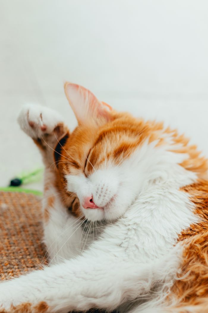 Crafting Captivating Headlines: Your awesome post title goes here Adorable orange and white cat cleaning its head on a woven mat indoors.