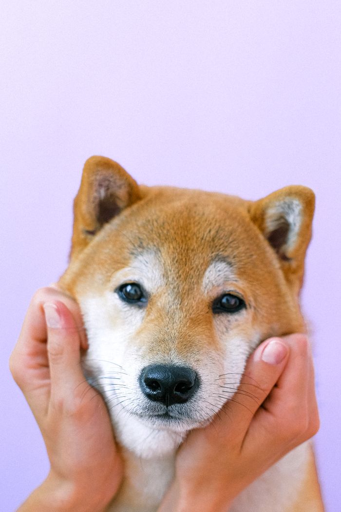 Mastering the First Impression: Your intriguing post title goes here Cute Shiba Inu dog with hands on its face against a purple background.