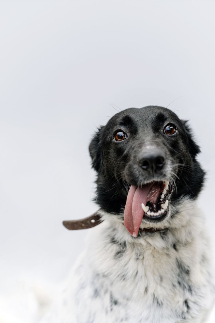 The Art of Drawing Readers In: Your attractive post title goes here Adorable black and white dog with tongue out, wearing a collar against a white background.